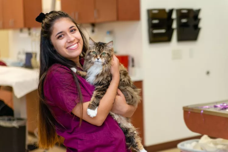 Cats Only Veterinary Hospital, California, Rocklin